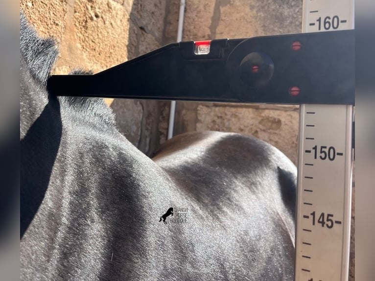 Minorchino Giumenta 8 Anni 153 cm Morello in Menorca