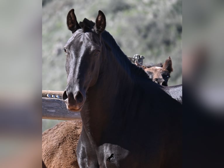 Minorchino Giumenta 8 Anni 153 cm Morello in Menorca