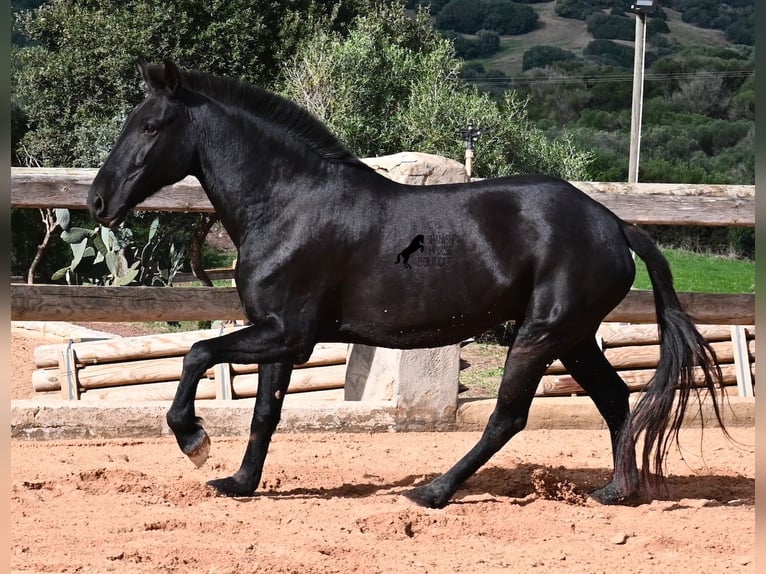 Minorchino Giumenta 8 Anni 160 cm Morello in Menorca Minorchino Giumenta 8 Anni 160 cm Morello in Menorca