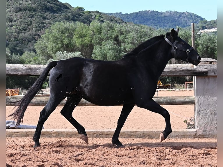 Minorchino Giumenta 9 Anni 156 cm Morello in Menorca