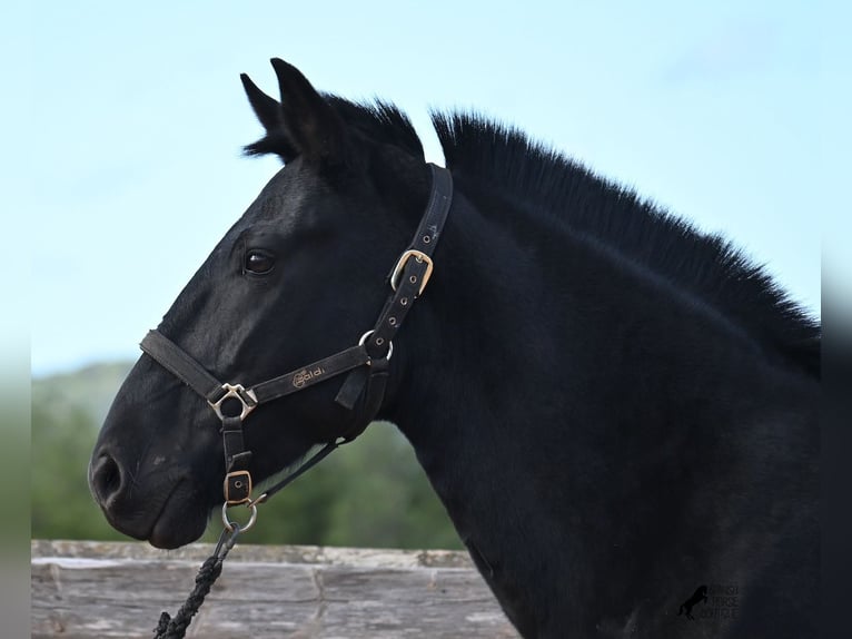 Minorchino Giumenta 9 Anni 156 cm Morello in Menorca