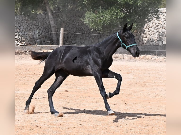 Minorchino Giumenta Puledri (01/2026) 158 cm  in Menorca