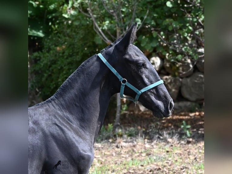 Minorchino Giumenta Puledri (01/2026) 158 cm  in Menorca