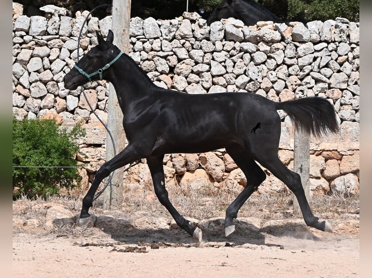 Minorchino Giumenta Puledri (01/2026) 158 cm  in Menorca