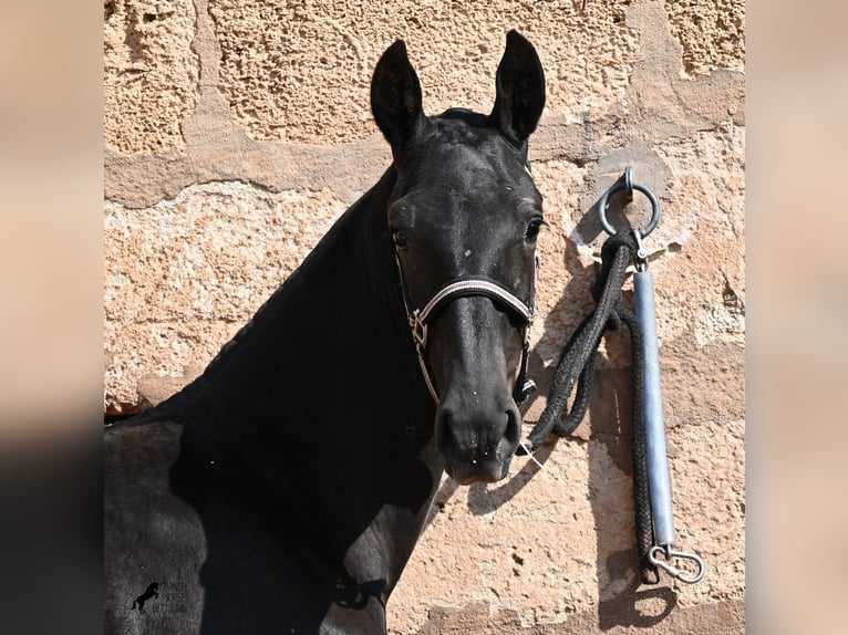 Minorchino Giumenta Puledri (02/2026) 160 cm Morello in Menorca