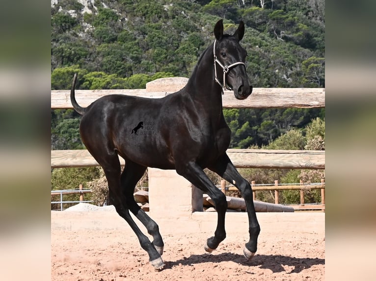 Minorchino Giumenta Puledri (02/2026) 160 cm Morello in Menorca