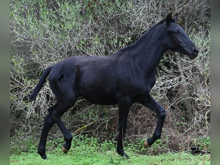 Minorchino Giumenta Puledri (02/2025) 163 cm Morello in Menorca