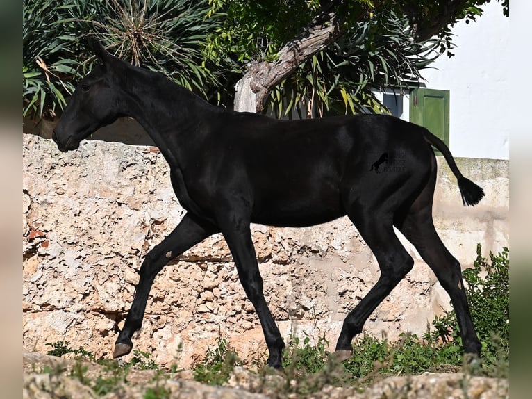 Minorchino Giumenta Puledri (03/2025) 165 cm Morello in Menorca