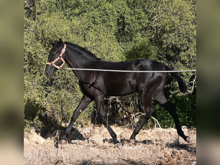 Minorchino Giumenta Puledri (02/2026) 170 cm Morello in Menorca
