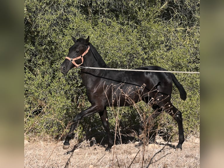 Minorchino Giumenta Puledri (02/2026) 170 cm Morello in Menorca