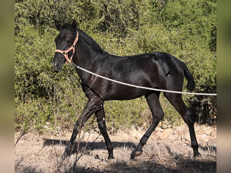 Minorchino Giumenta Puledri (02/2026) 170 cm Morello in Menorca