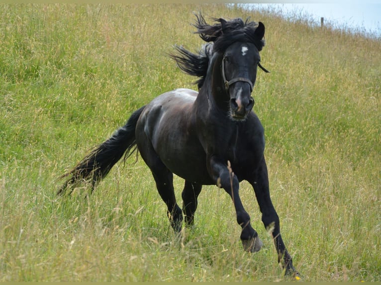 Minorchino Stallone 10 Anni 162 cm Morello in Bonndorf im Schwarzwald
