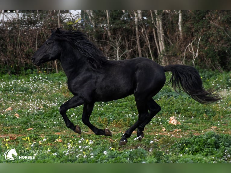 Minorchino Stallone 11 Anni 159 cm Morello in Menorca