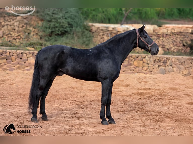 Minorchino Stallone 12 Anni 162 cm Morello in Ciutadella De Menorca