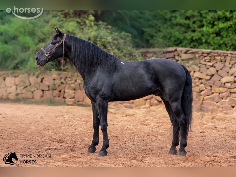 Minorchino Stallone 12 Anni 162 cm Morello in Ciutadella De Menorca