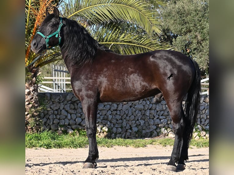 Minorchino Stallone 12 Anni 166 cm Morello in Menorca