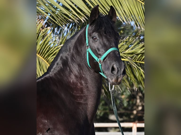 Minorchino Stallone 12 Anni 166 cm Morello in Menorca