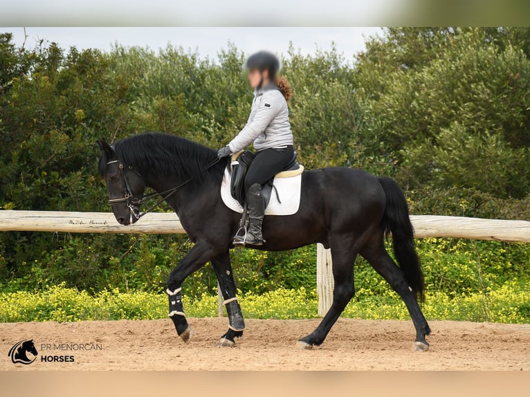 Minorchino Stallone 13 Anni 156 cm Morello in Menorca