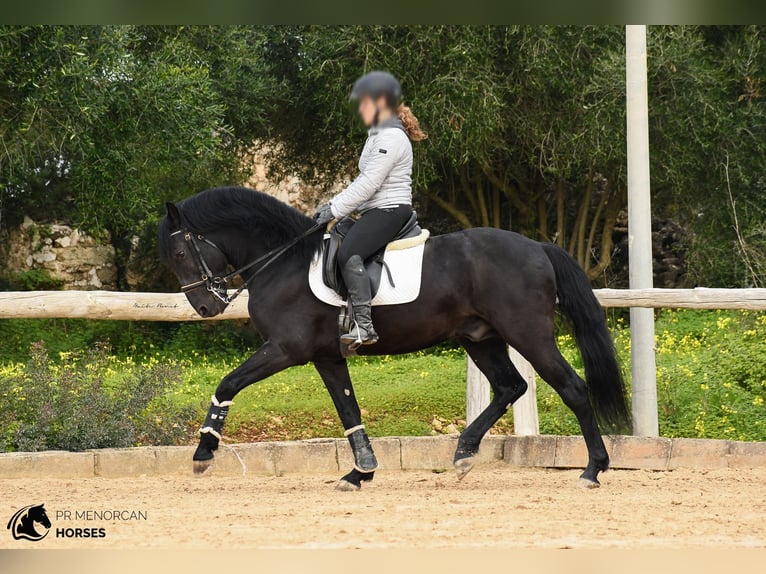 Minorchino Stallone 13 Anni 156 cm Morello in Menorca