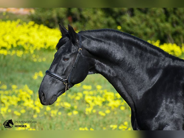 Minorchino Stallone 15 Anni 155 cm Morello in Menorca