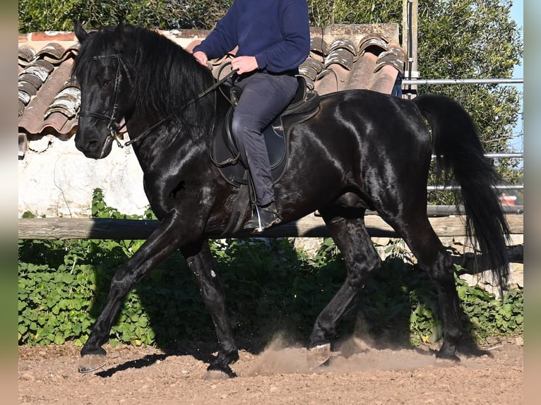 Minorchino Stallone 15 Anni 160 cm Morello in Menorca