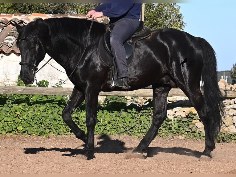 Minorchino Stallone 15 Anni 160 cm Morello in Menorca