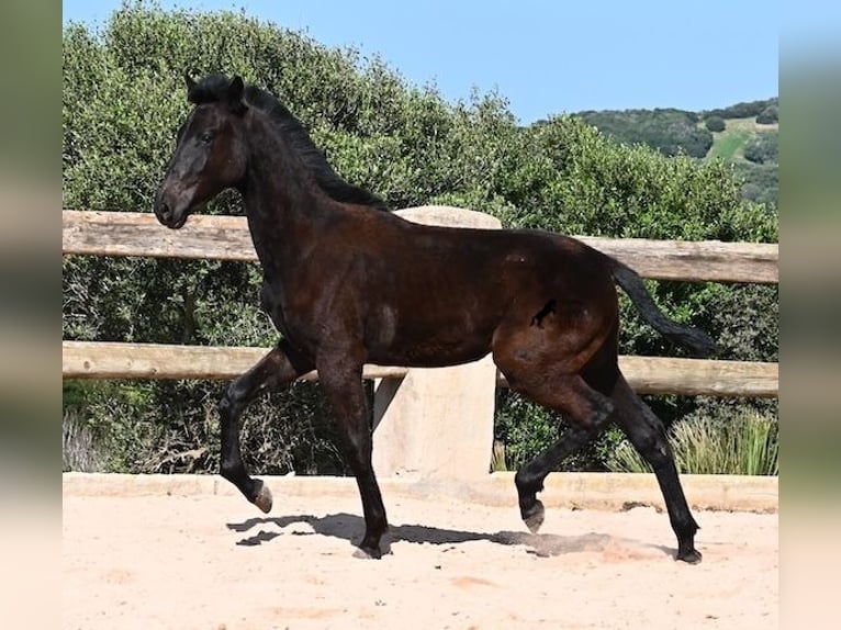 Minorchino Stallone 1 Anno 156 cm Morello in Menorca