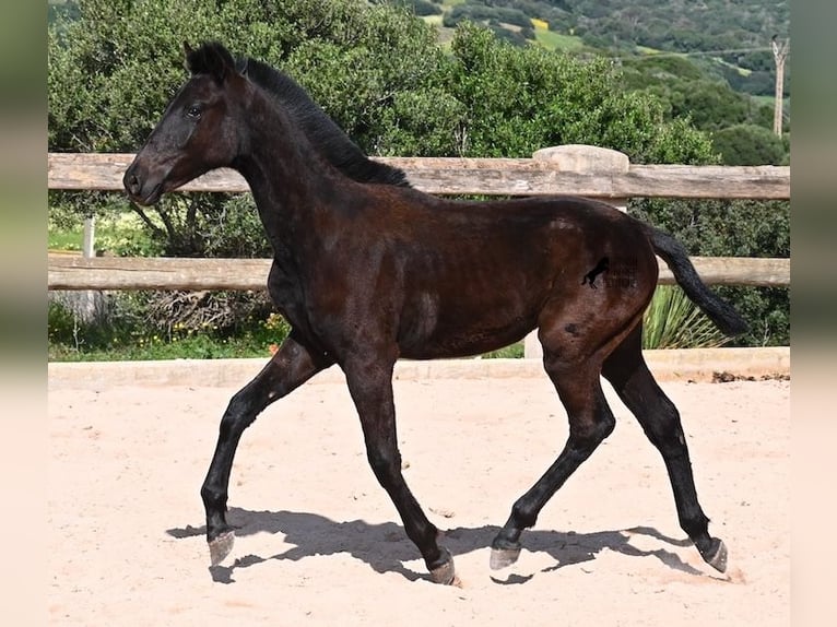 Minorchino Stallone 1 Anno 156 cm Morello in Menorca