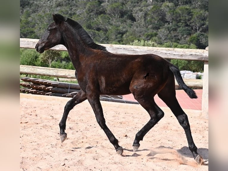 Minorchino Stallone 1 Anno 156 cm Morello in Menorca