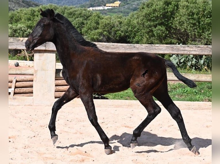 Minorchino Stallone 1 Anno 156 cm Morello in Menorca