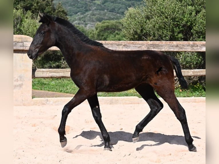 Minorchino Stallone 1 Anno 156 cm Morello in Menorca