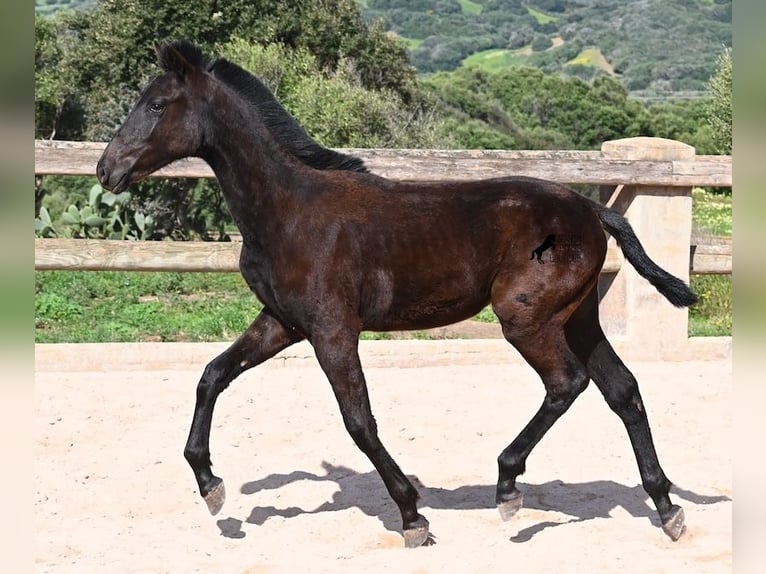 Minorchino Stallone 1 Anno 156 cm Morello in Menorca