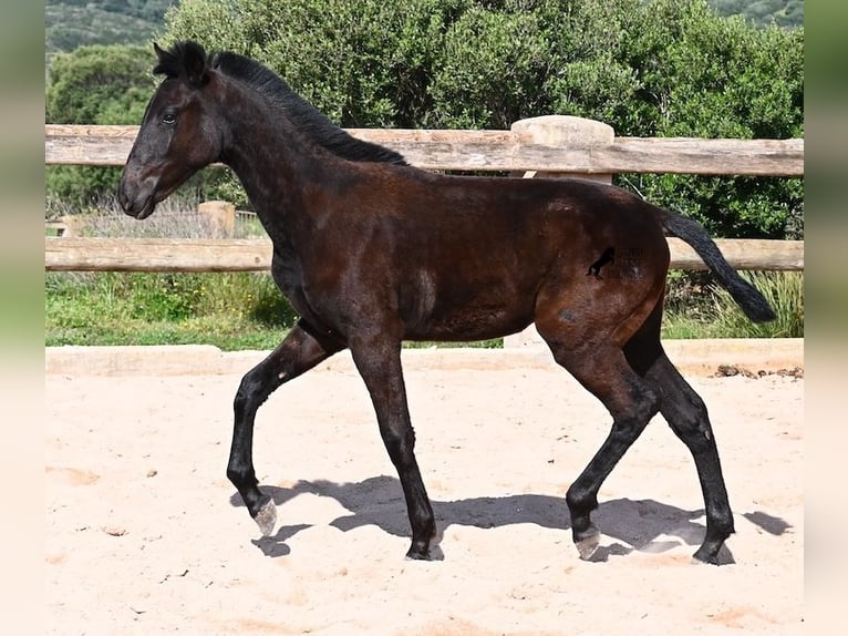 Minorchino Stallone 1 Anno 156 cm Morello in Menorca