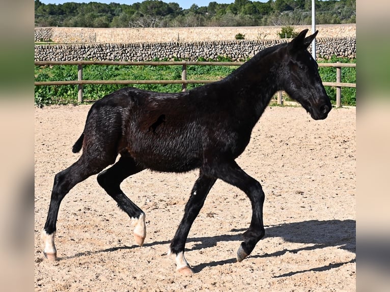 Minorchino Stallone 1 Anno 160 cm Morello in Menorca