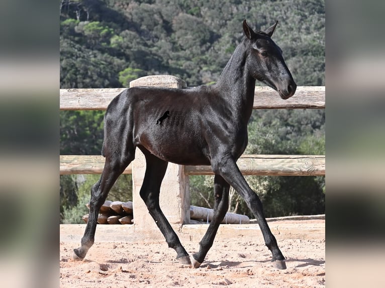 Minorchino Stallone 1 Anno 160 cm Morello in Menorca