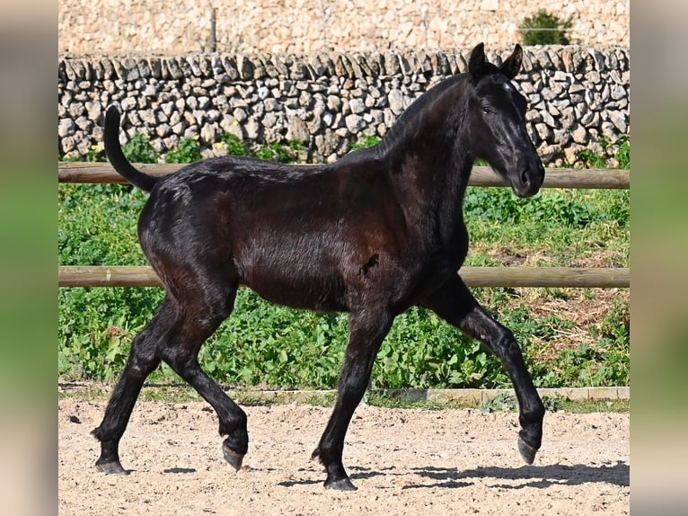 Minorchino Stallone 1 Anno 163 cm Morello in Menorca