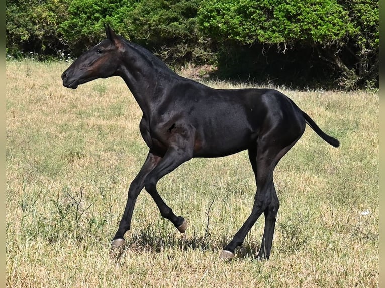 Minorchino Stallone 1 Anno 163 cm Morello in Menorca