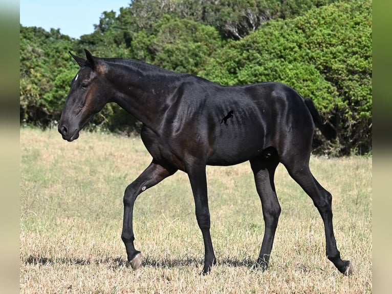 Minorchino Stallone 1 Anno 163 cm Morello in Menorca