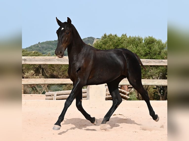 Minorchino Stallone 1 Anno 165 cm Morello in Menorca