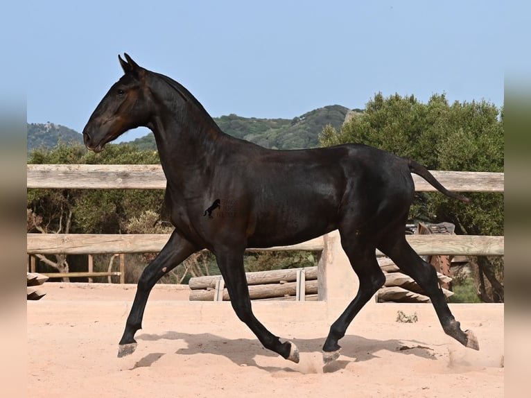 Minorchino Stallone 1 Anno 165 cm Morello in Menorca