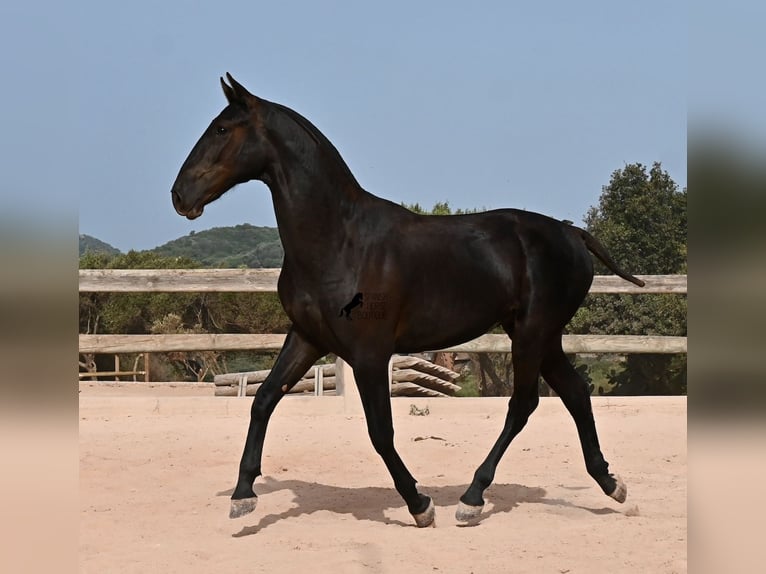 Minorchino Stallone 1 Anno 165 cm Morello in Menorca
