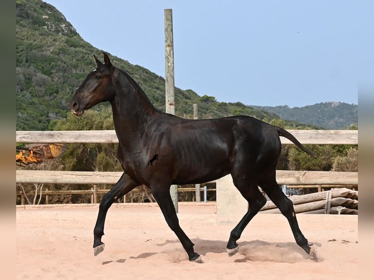 Minorchino Stallone 1 Anno 165 cm Morello in Menorca