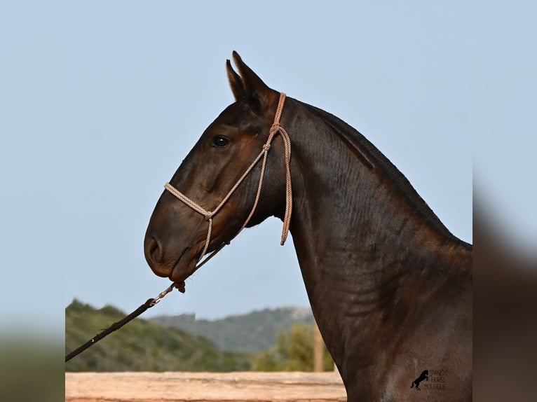 Minorchino Stallone 1 Anno 165 cm Morello in Menorca