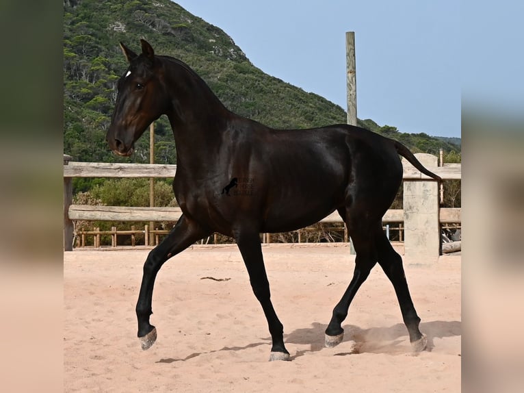 Minorchino Stallone 1 Anno 165 cm Morello in Menorca