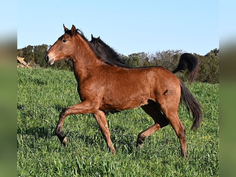 Minorchino Mix Stallone 1 Anno 168 cm Baio in Menorca