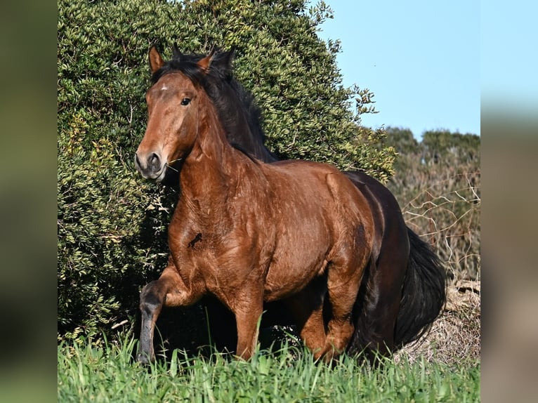 Minorchino Mix Stallone 1 Anno 168 cm Baio in Menorca