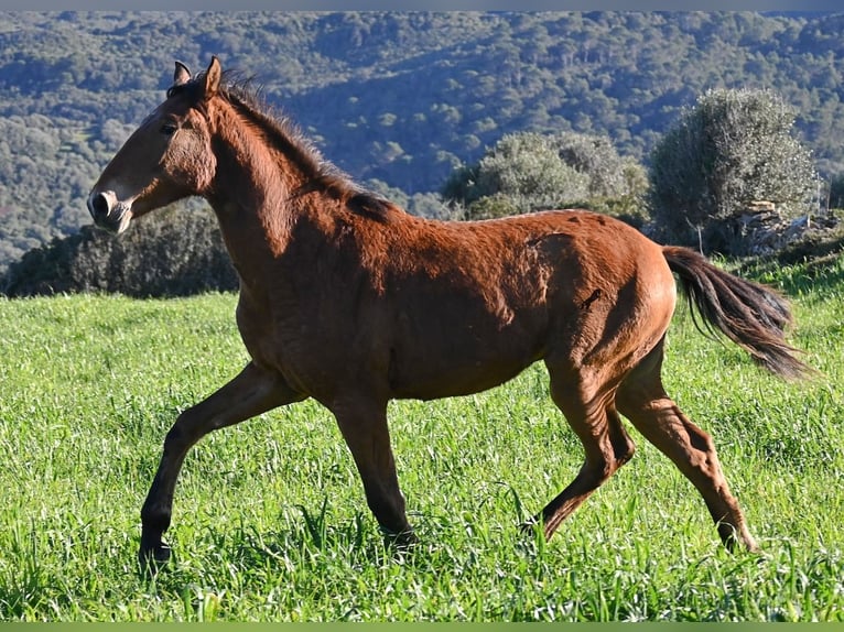 Minorchino Mix Stallone 1 Anno 168 cm Baio in Menorca