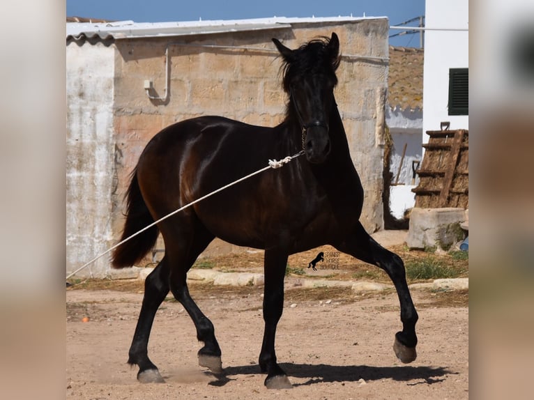 Minorchino Stallone 2 Anni 158 cm Morello in Menorca