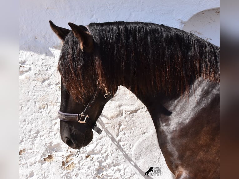 Minorchino Stallone 2 Anni 158 cm Morello in Menorca