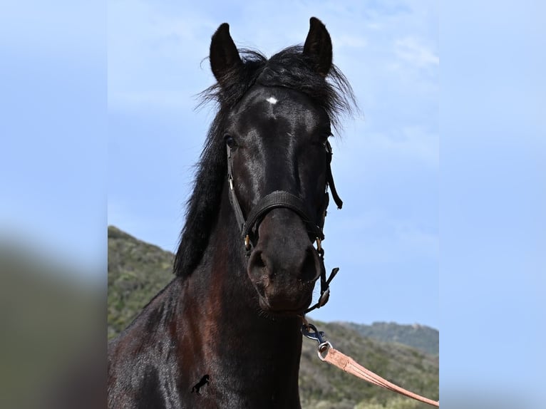 Minorchino Stallone 2 Anni 159 cm Morello in Menorca